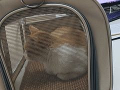 -宠颐生宠物医院外科·内科·皮肤科·影像科(石龙店)
