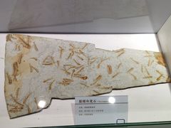 -中国第四纪冰川遗迹陈列馆
