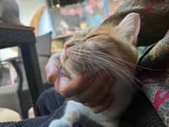 -喵屿·大理花园猫咖