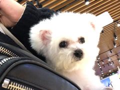 -PETKIT小佩宠物(昭化店)