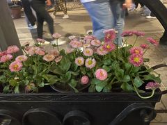 -巴伐利亚啤酒坊(意式风情街店)