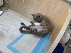 -北京观赏动物医院·24小时大型综合·猫专科·异宠专科