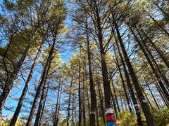 -阿尔山市大兴安岭奥伦布坎景区