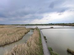 -盐城丹顶鹤湿地生态旅游区