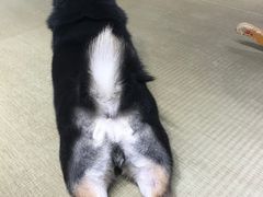 -逗柴咖啡屋·狗咖猫咖宠物桌游