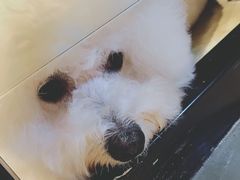 -八公叔叔宠物美容连锁(春申店)