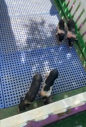 -萌宠亲子动物乐园(槐房万达店)