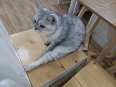 -李小姐の猫咖啡馆(五角场店)