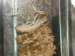 -古彭7只羊·招牌白串·碳锅羊肉旗舰店