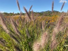 -北京东方普罗旺斯薰衣草庄园