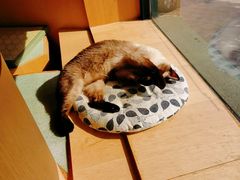 -CAT’S MEWSTAR CAFE·喵星球猫屋(晴湾咖啡店)