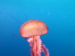 -太平洋海底世界