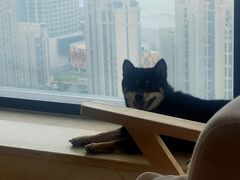 -柴犬小屋·柴餐厅·狗咖食堂(金鼎广场店)