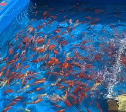 -萌宠亲子动物乐园(槐房万达店)