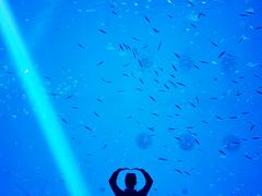-上海海昌海洋公园