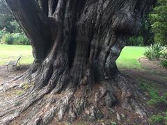 -墨尔本皇家植物园