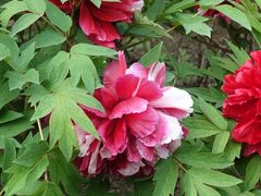 -莲花池公园