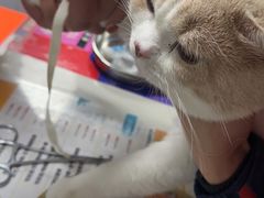 -伟伟宠物医院·CT影像中心·瑞派犬猫综合性门诊(汉口总院)
