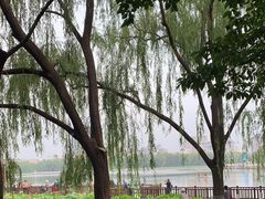 -莲花池公园