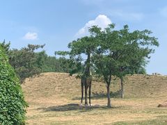 -丁香湖公园