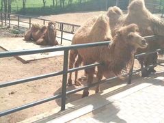 -大连森林动物园