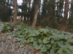 -汉拿树木园