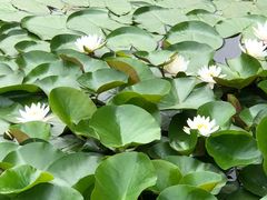 -白塘生态植物园