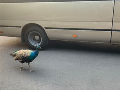 -舜耕山庄四时万和自助餐厅