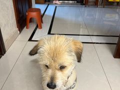 -艾贝尔宠物医院·24H转诊中心·肿瘤猫专科(江宁双龙店)