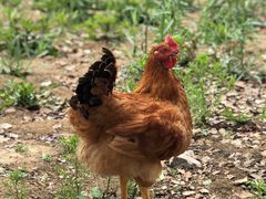 -花山蓝莓采摘园