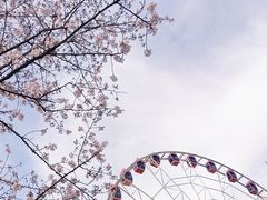 -顾村公园
