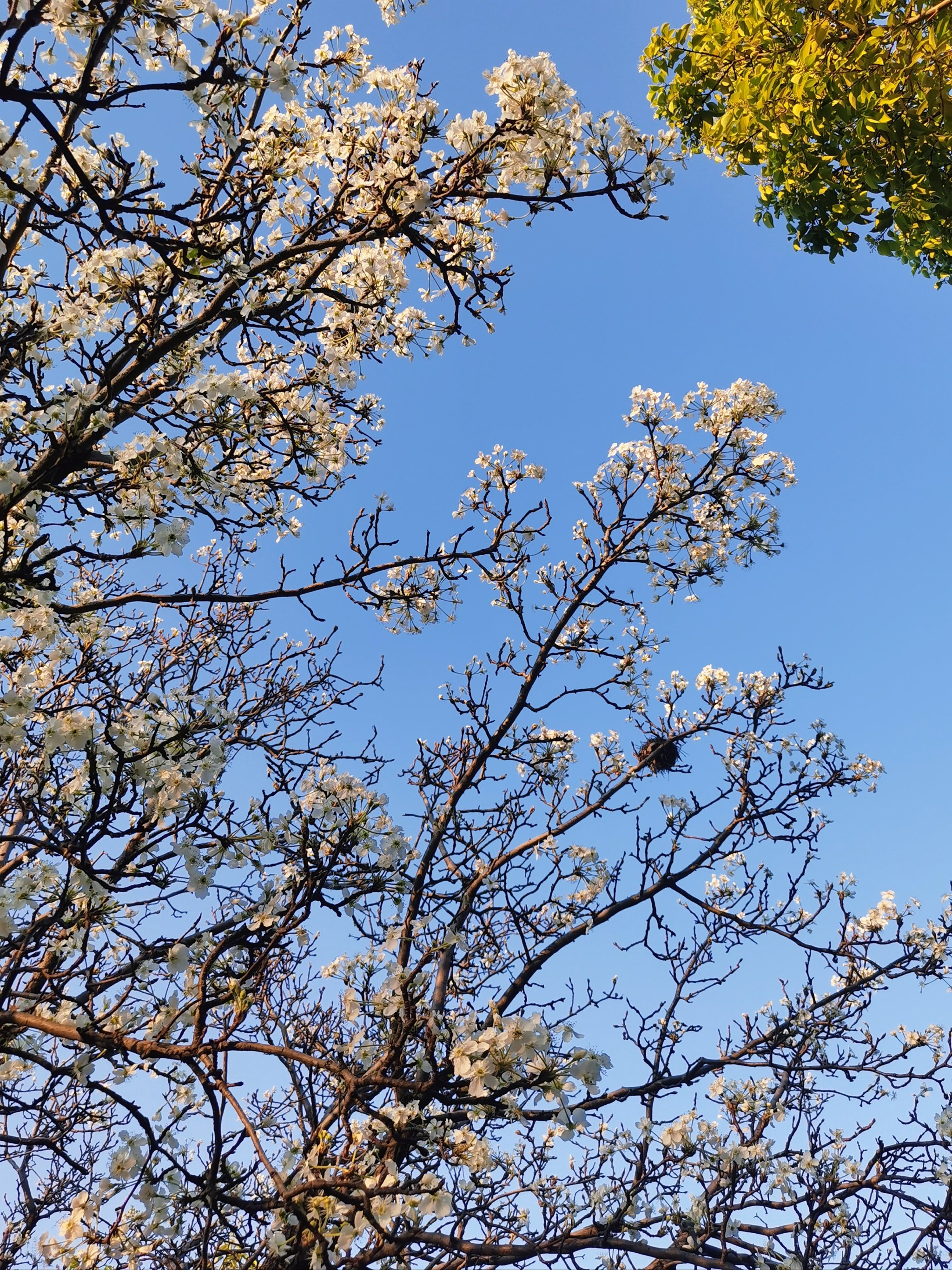 西昌两朵花图片