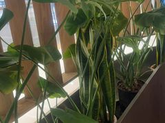 -Wagas沃歌斯(星荟中心店)