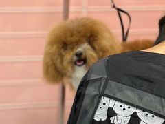 -FAELING PETS美天灵宠物(合生汇店)