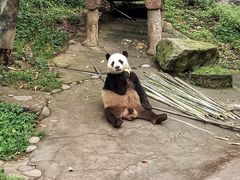 -都江堰中华大熊猫苑