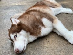 -TrueLove @ Neverland (Husky Cafe)