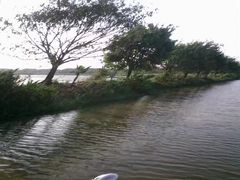 -大湾区中央湿地公园