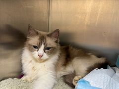 -圣宠动物医院·犬猫专科·影像中心·外科中心
