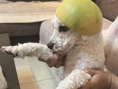 -BABIT巴比特宠物(MOMOPARK店)