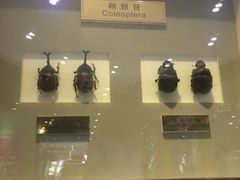 -上海昆虫博物馆
