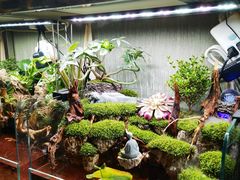 -中环花鸟鱼虫市场