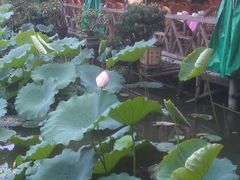 android_upload_pic-荷香居(洞企石路店)