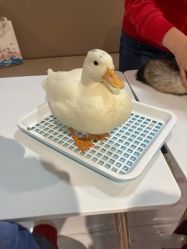 -Moni星球萌宠·小马宝莉·灵蛇·高端高阶全萌宠互动体验俱乐部(红豆国际广场店)