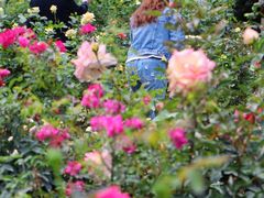 -人民公园(罗湖区)