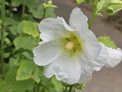 -白石桥南(地铁站)