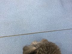 -瑞派宠物医院·内科·软组织·绝育中心(沈阳八纬路分院)