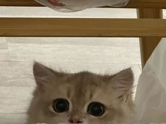 -欣宠猫屋·矮脚拿破仑·蓝金金渐层