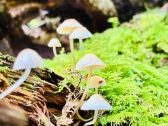 -汤旺河林海奇石景区