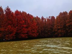 -上海海湾国家森林公园