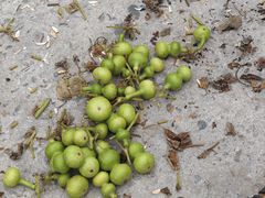 -中环花鸟鱼虫市场